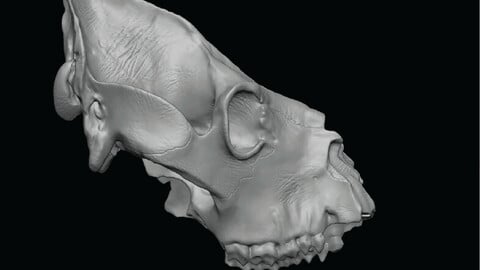 Ancient Broken Giant Lemur Skull Full Detailed 3DPrint Ready
