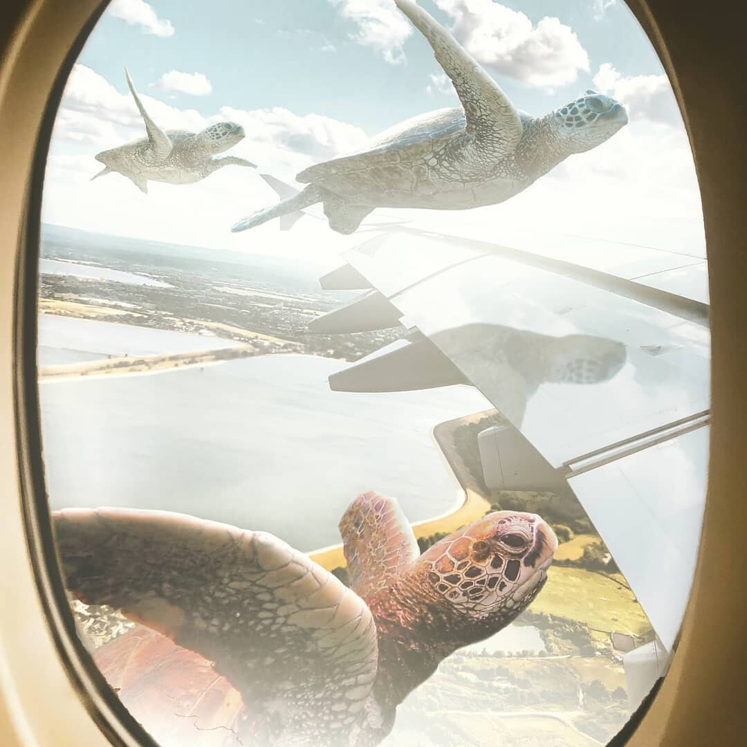 ArtStation - Tortugas voladoras | Artworks, image size:1080x1080