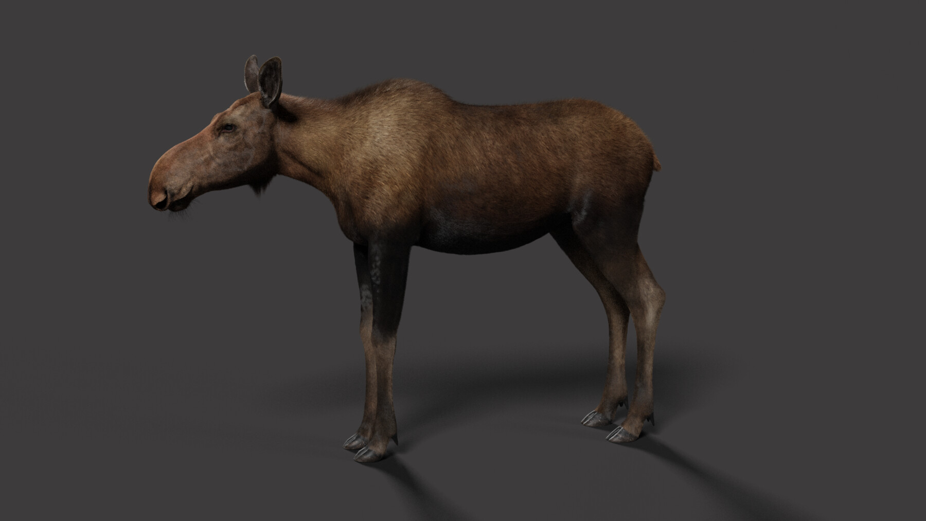 ArtStation - Moose Female Animated | VFX Grace | Game Assets