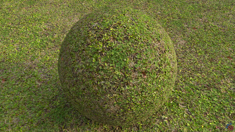 Grass (004) - Photogrammetry Material