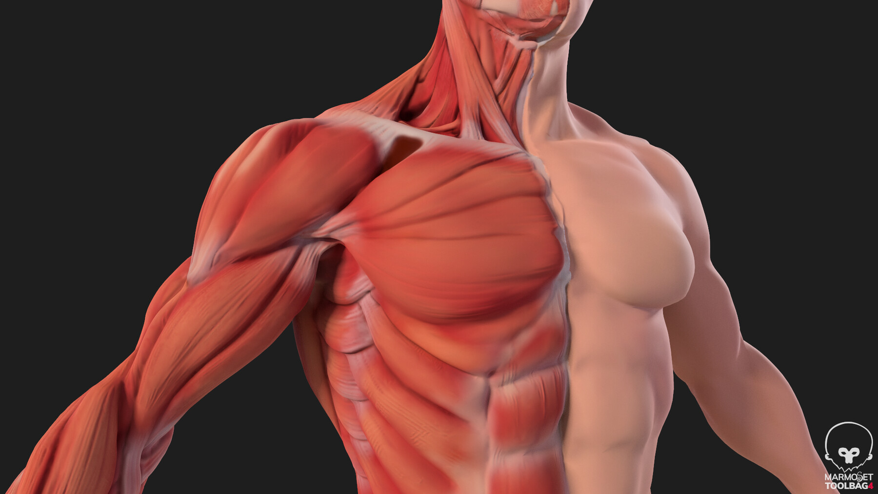 Anatomy 3d РјС‹С€С†С‹