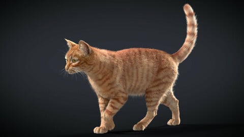 Orange Cat Animated | VFX Grace