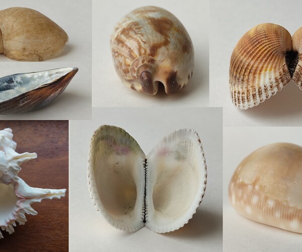 ArtStation - Shells. 1225+ Reference Photo Pictures | Resources