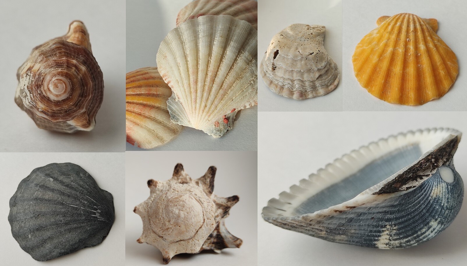 2,710,389 Shell Images, Stock Photos, 3D objects, & Vectors