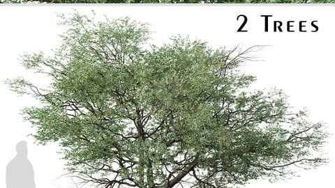 Set of Terminalia sericea Tree ( Silver cluster leaf ) (2 Trees) ( 3Ds MAX - Blender - Unreal Engine - Cinema4D - FBX - OBJ )