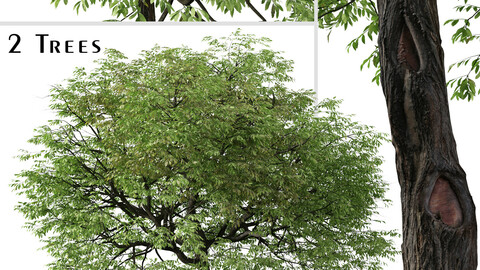 Set of Juglans nigra Tree ( Eastern black walnut ) (2 Trees) ( 3Ds MAX - Blender - Unreal Engine - Cinema4D - FBX - OBJ )