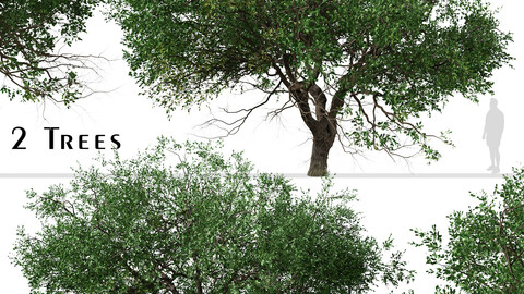 Set of Black Olive Tree ( Bucida buceras ) (2 Trees) ( 3Ds MAX - Blender - Unreal Engine - Cinema4D - FBX - OBJ )