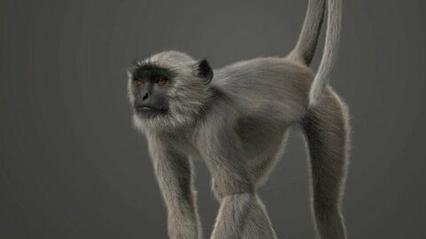 Gray langur Animated | VFX Grace