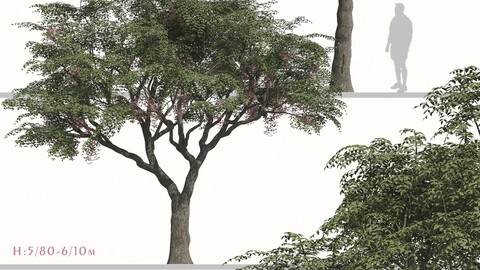 Set of Melia Azedarach Tree ( Chinaberry ) (2 Trees) ( 3Ds MAX - Blender - Cinema4D - FBX - OBJ )