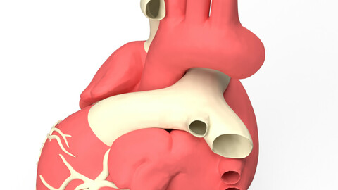 3D model of Human Heart