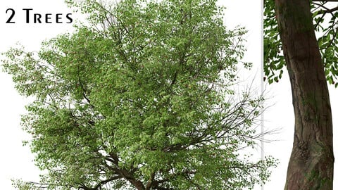 Set of Prunus avium Tree ( Sweet Cherry ) (2 Trees) ( 3Ds MAX - Blender - Unreal Engine - Cinema4D - FBX - OBJ )