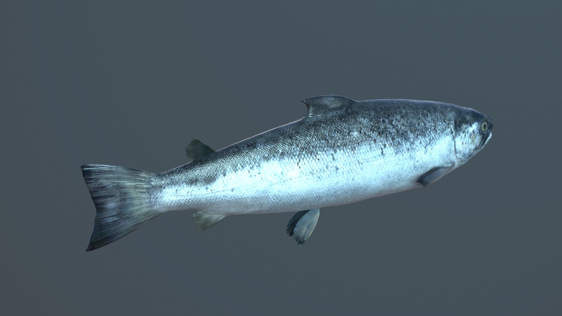 ArtStation - Fishing Clash: Saltwater Fish 3D Assets