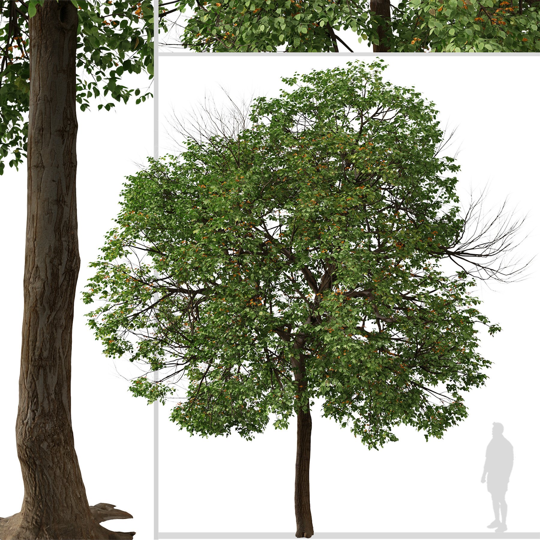 ArtStation - Set of Cordia sebestena Tree ( Geiger tree ) (2 Trees ...