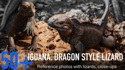50+ Iguana. Dragon style lizard. Reference photos with lizards, close-ups.