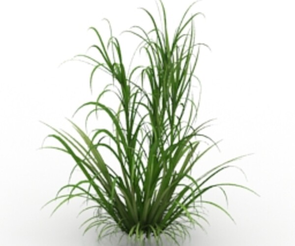 Plant resources. Мятлик Луговой 3д модель скетчап. Garden grass models. Grass 3d Max Podium PNG.