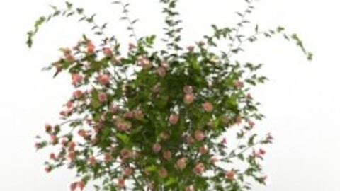 Resource-Interior-Bush Rosa Sanina Wild rose