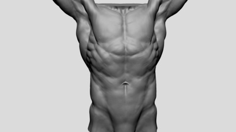 Male Torso 09