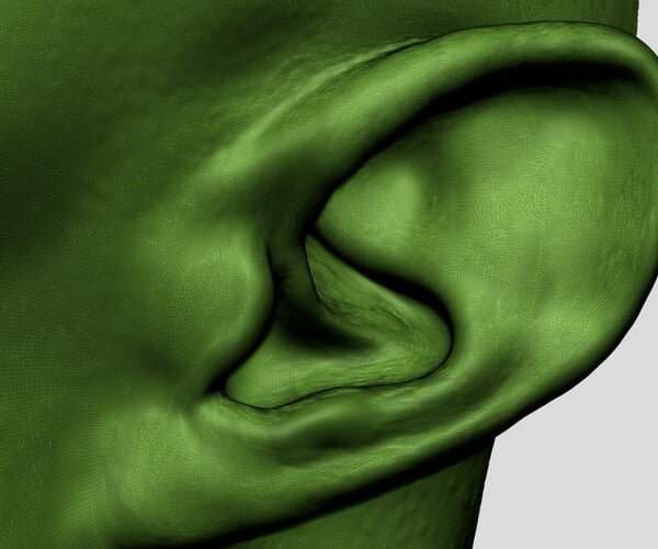 ArtStation - Ear Models | Resources