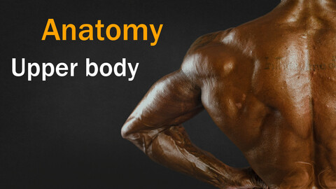 muscles anatomy of the upper body VOL 01