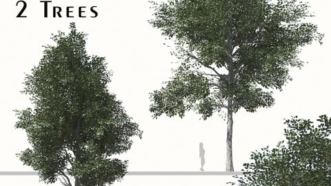 Set of Populus Przewalskii Trees ( Populus simonii ) ( 2 Trees ) ( 3Ds MAX - Blender - Cinema4D - FBX - OBJ )