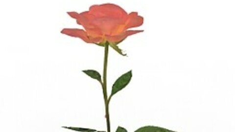 Resource-Interior-Exterior-Flower Peach Rose