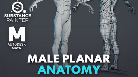 Character - Male Planar Anatomy