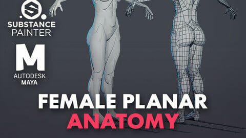 Character - Female Planar Anatomy