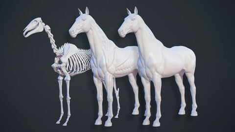 Animals - Horse Anatomy Skin Ecorche