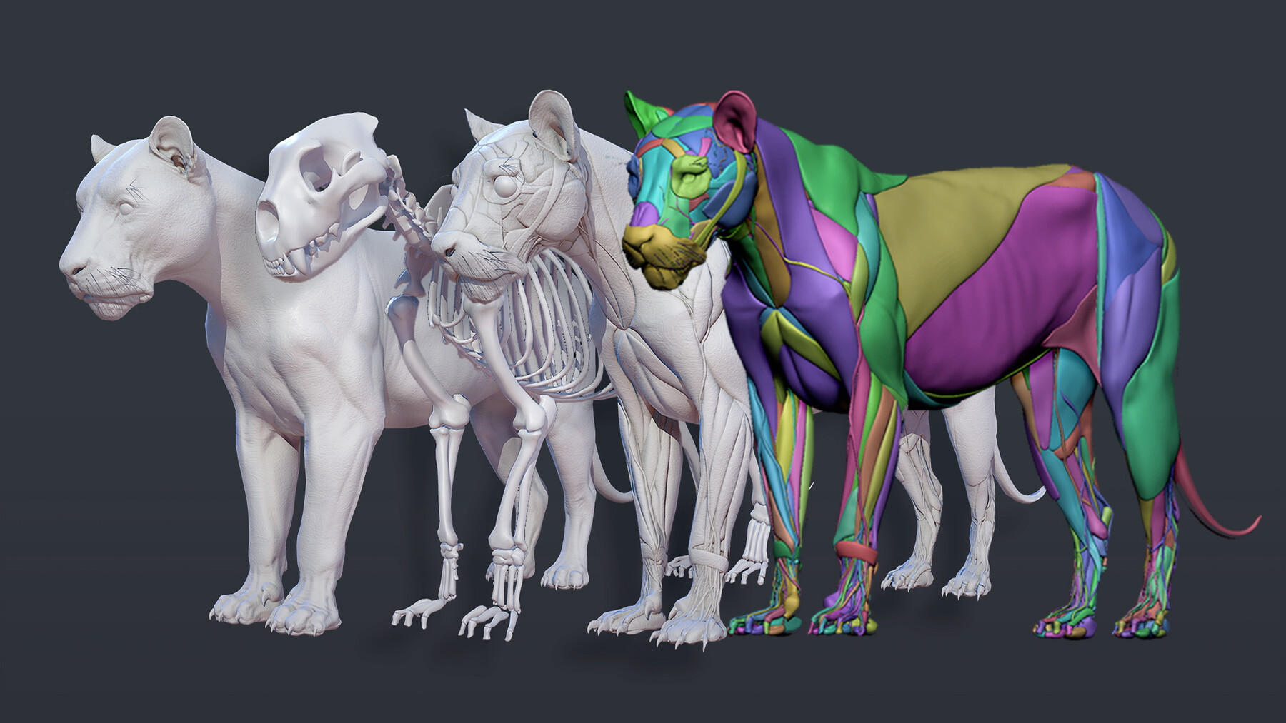 ArtStation - Animals - Lion Anatomy Skin Ecorche | Resources