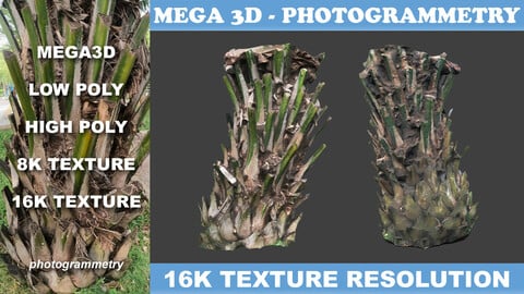 Low poly Oil Palm Trunk 03 - Photogrammetry