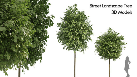 street landscape tree 3d models