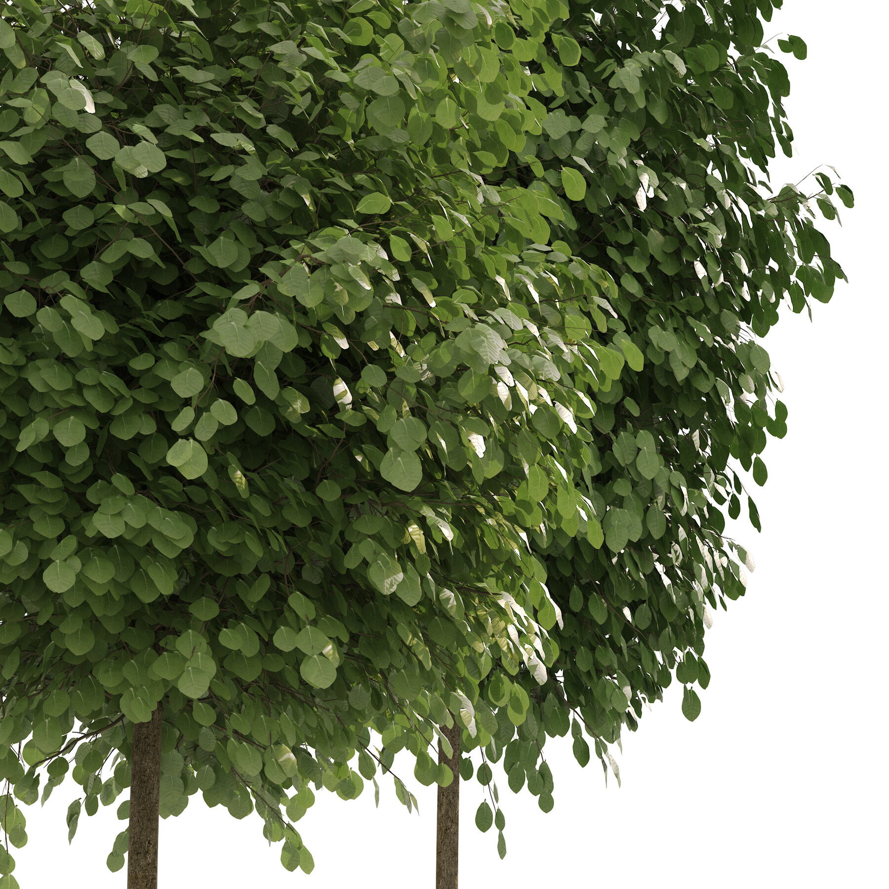 Round trees. Куст. Деревья кусты. Куст 3d. Липа для фотошопа