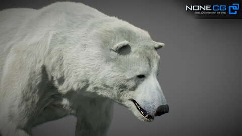 Animated Polar Bear