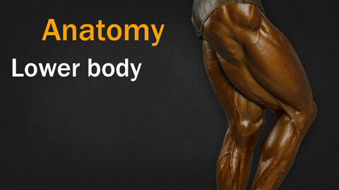 muscles anatomy of the Lower body VOL 02