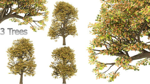 3 autumnal chestnut trees (3 Trees)