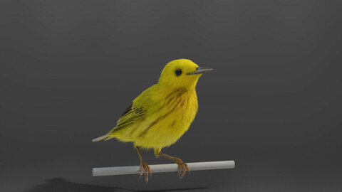 Yellow Warbler Animated | VFX Grace