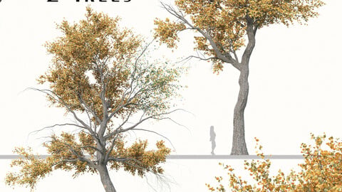 Set of Populus Euphratica Tree (Euphrates Poplar) (2 Trees) ( 3Ds MAX - Blender - Cinema4D - FBX - OBJ )