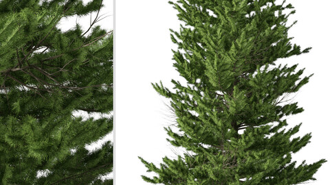 Red spruce Tree ( Picea rubens ) ( 3Ds MAX - Blender - Cinema4D - FBX - OBJ )