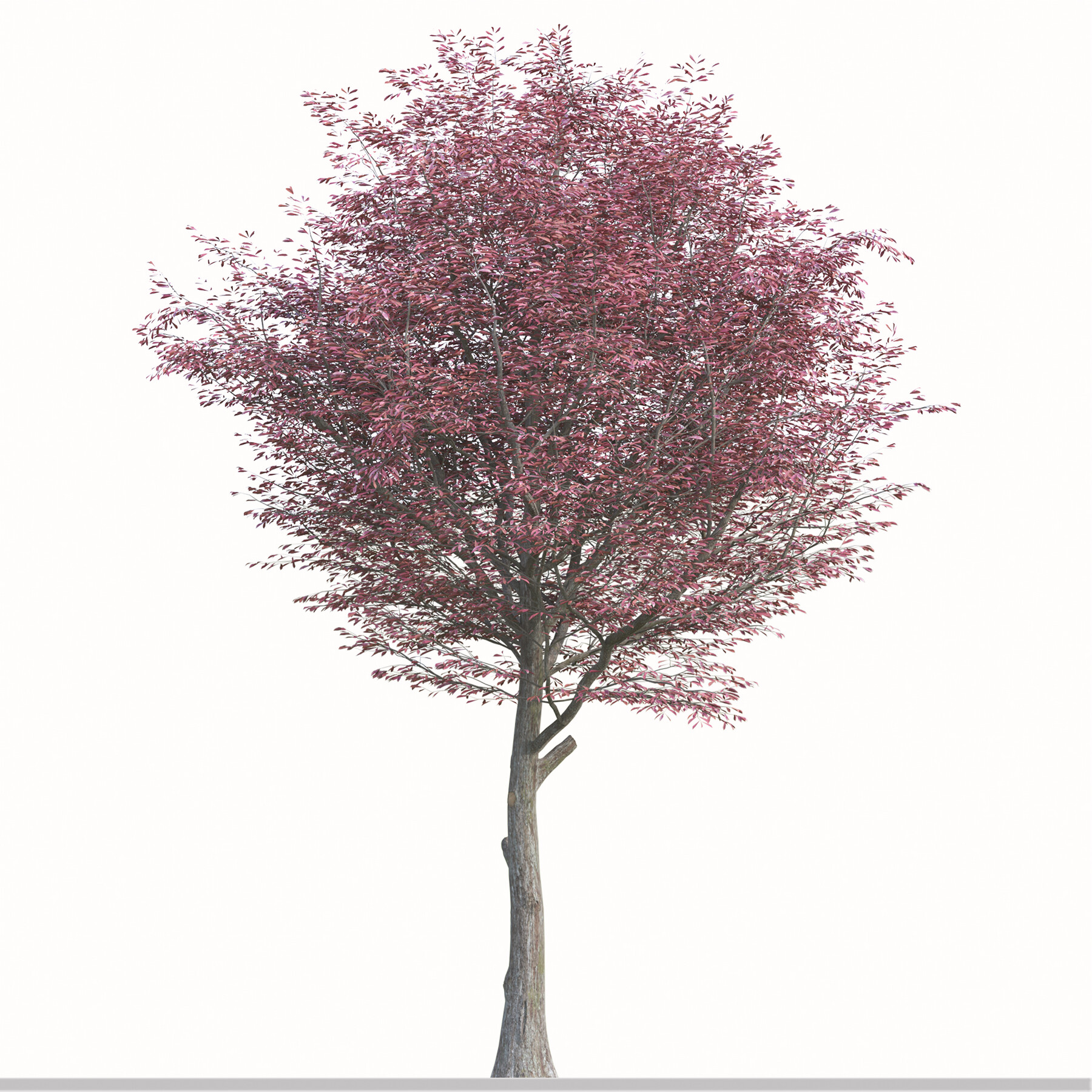 ArtStation - Set of Nyssa Sinensis Tree (Chinese Tupelo) ( 2 Trees ...