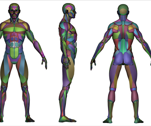 ArtStation - Modular Anatomy | Resources