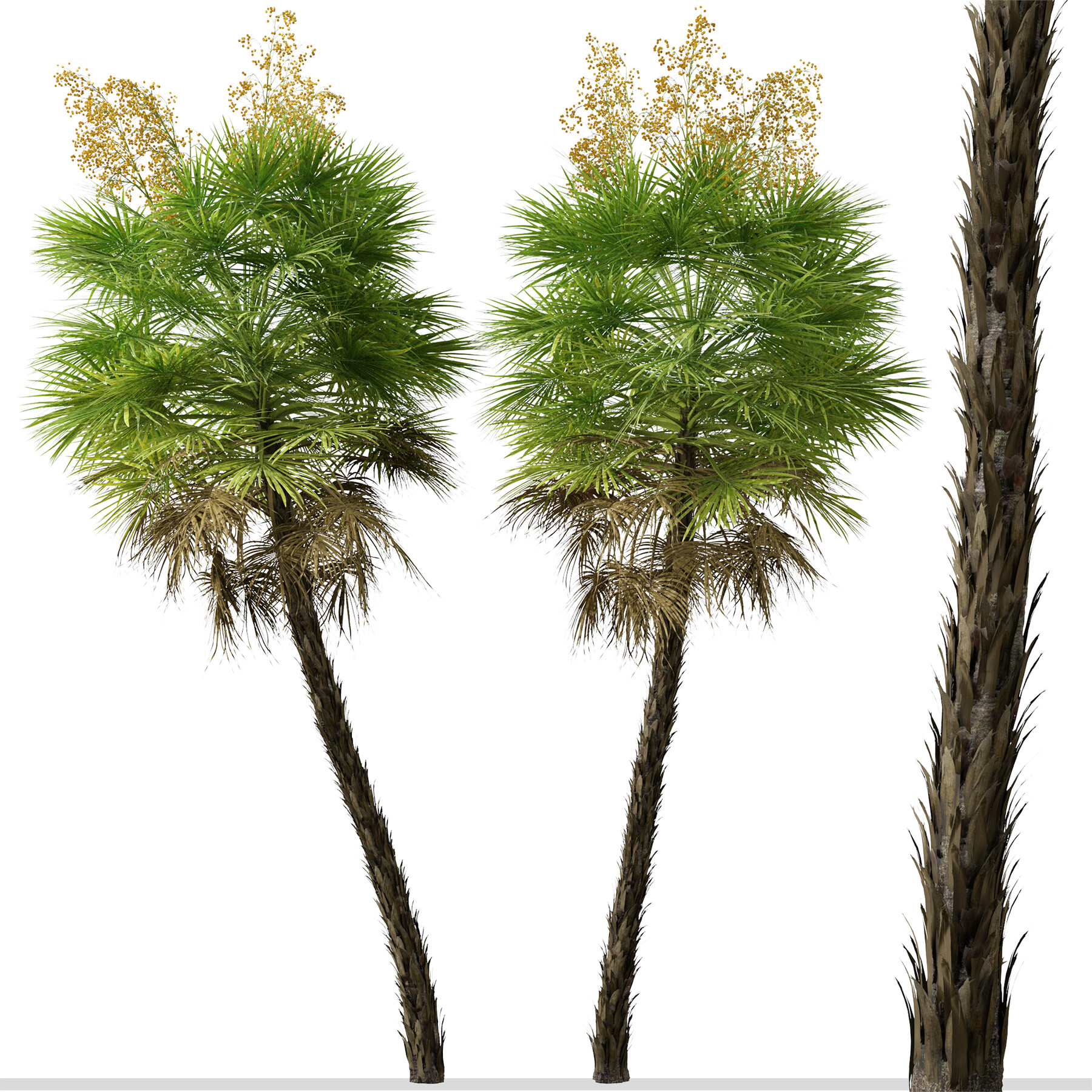 ArtStation Set of Everglades palm Tree ( Acoelorrhaphe ) (2 Trees