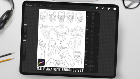 Male Anatomy Brushes Set for Procreate (Torso, Hands, Heads)