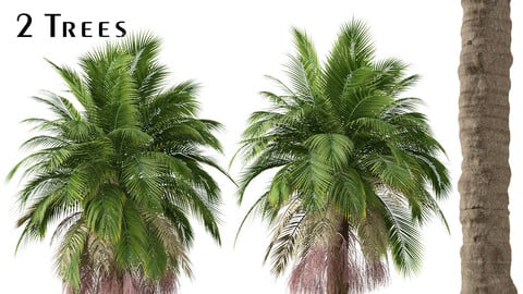 Set of Bangalow palm Tree (Archontophoenix cunninghamiana) (2 Trees) ( 3Ds MAX - Blender - Unreal Engine - Cinema4D - FBX - OBJ )