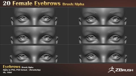Female Eyebrows  Brush & Alpha