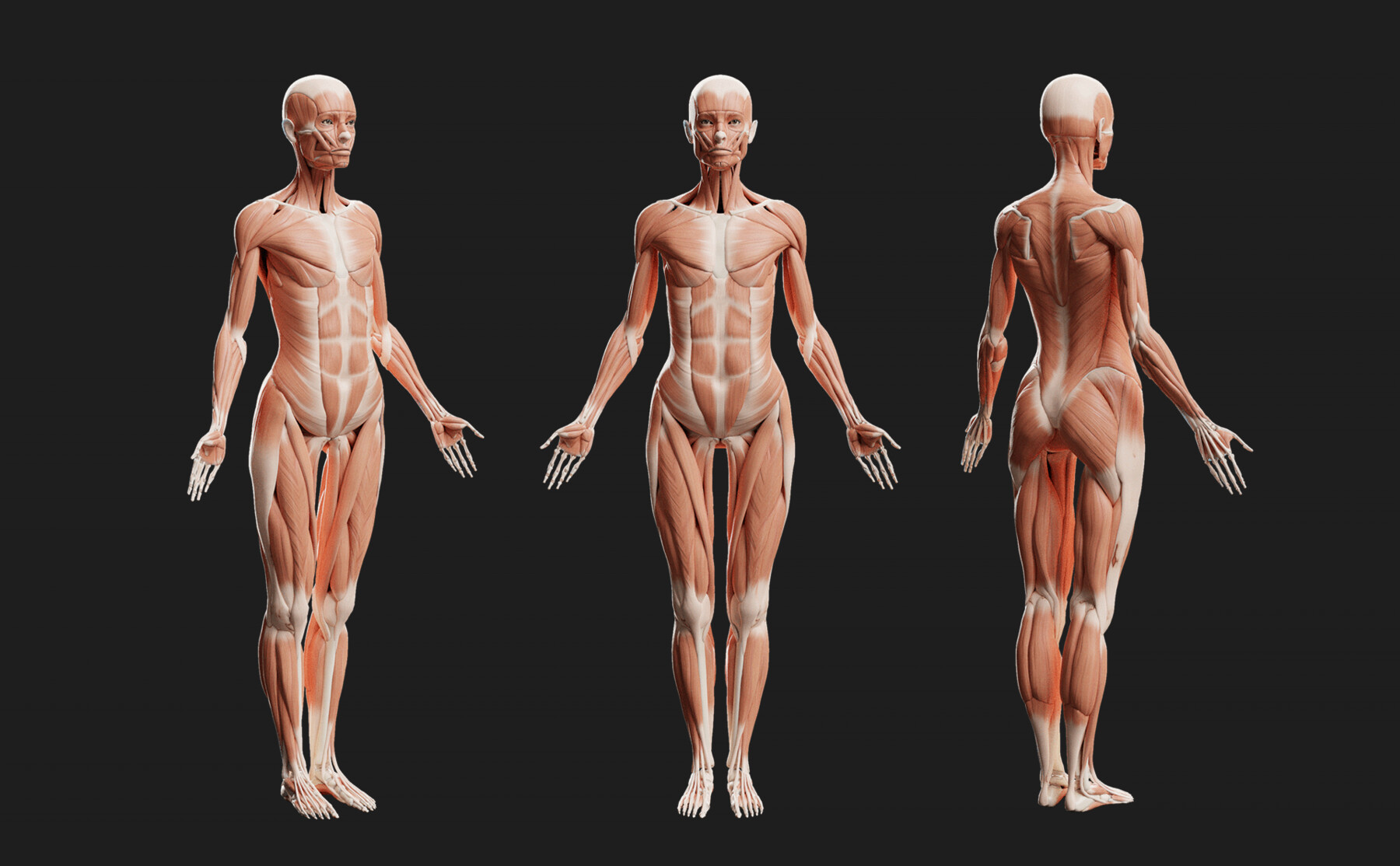 ArtStation - Female Ecorche - Skin Musculature Skeleton | Game Assets