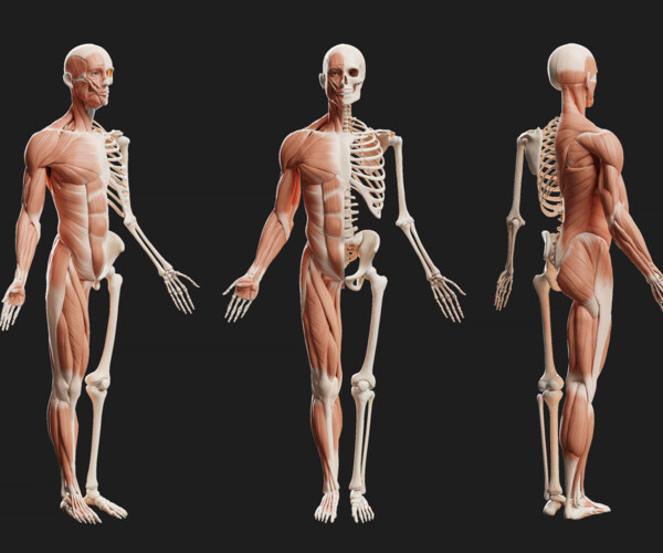 ArtStation - Male Ecorche - Skin Musculature Skeleton | Game Assets