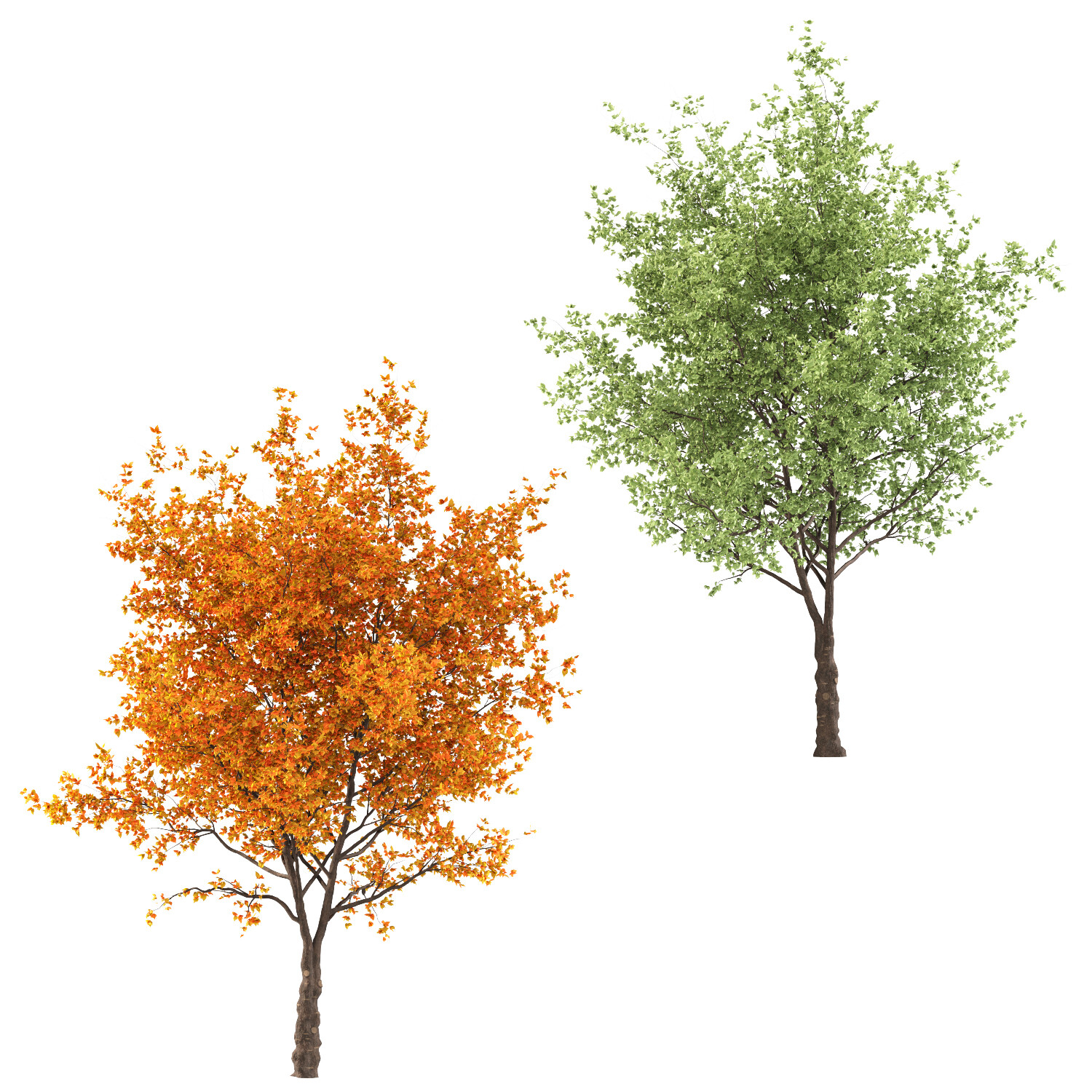 ArtStation - Ginkgo biloba Trees (2 Trees) | Game Assets