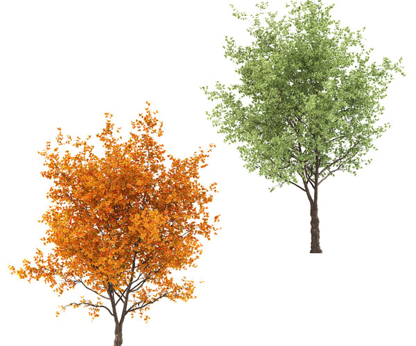 ArtStation - Ginkgo biloba Trees (2 Trees) | Game Assets