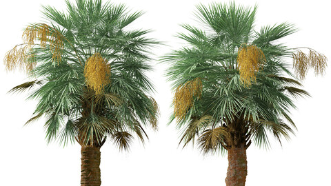Set of Guadalupe palm Tree ( Brahea edulis ) (2 Trees) ( 3Ds MAX - Blender - Unreal Engine - Cinema4D - FBX - OBJ )