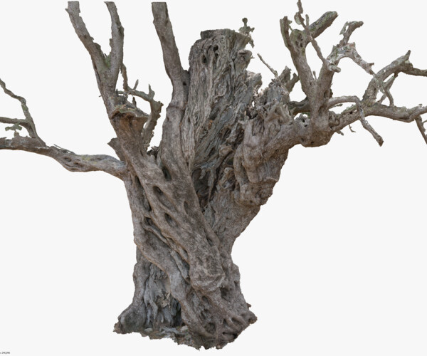 ArtStation - Ancient Cracked Olive Tree #3 RAW 3D Scan 1x16k Texture ...